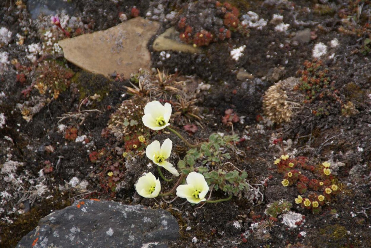 Растительность Арктический путей