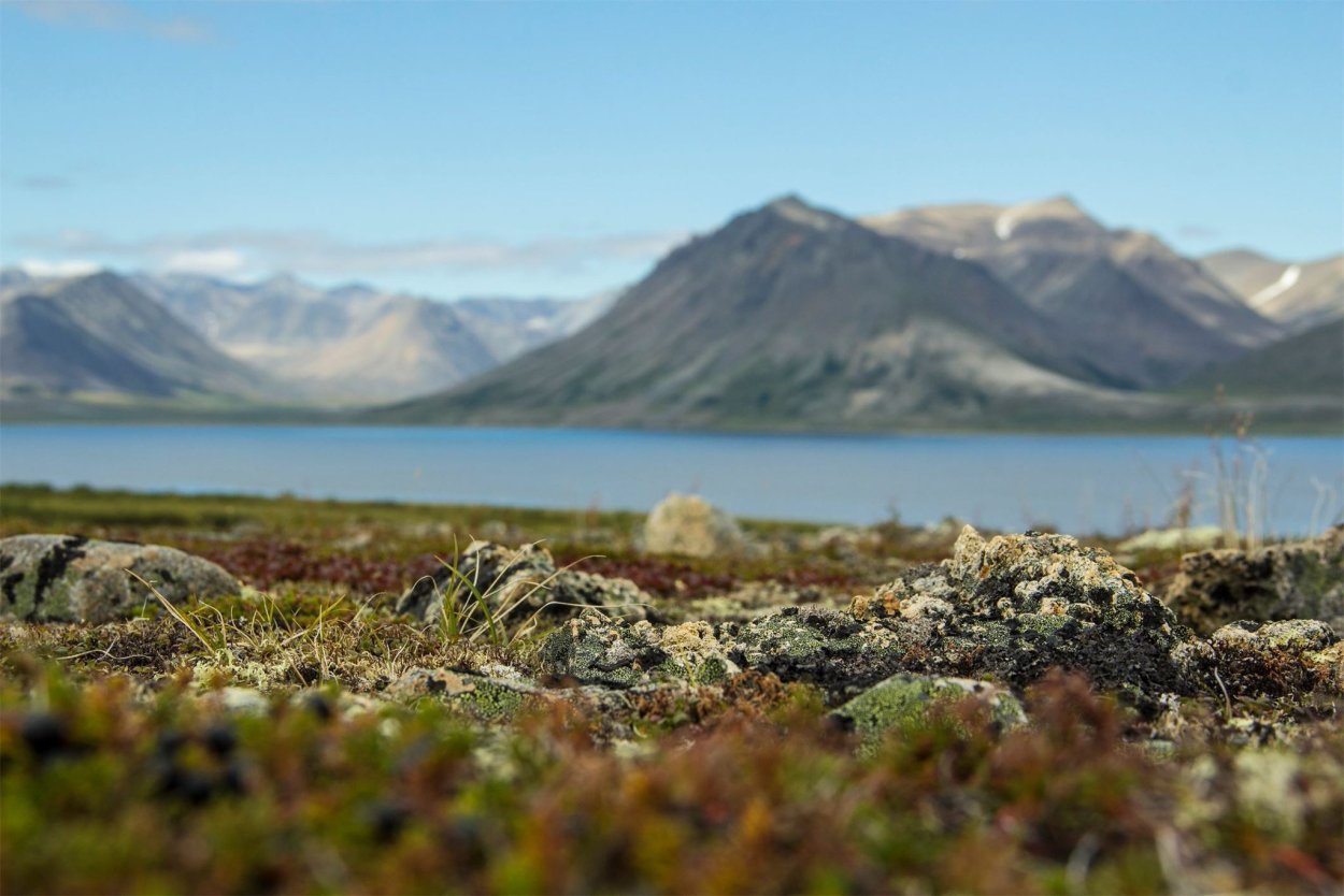 Лютик в Арктике