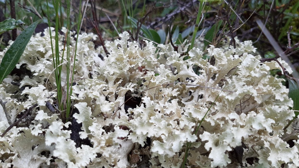 Цетрария клобучковая