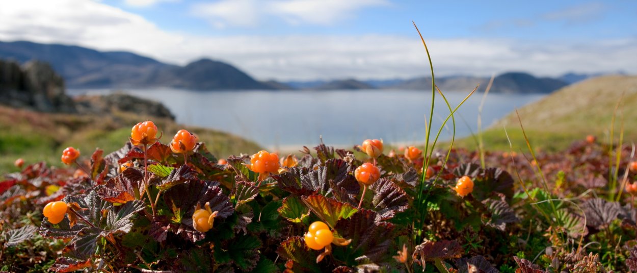 Растения тундры Морошка
