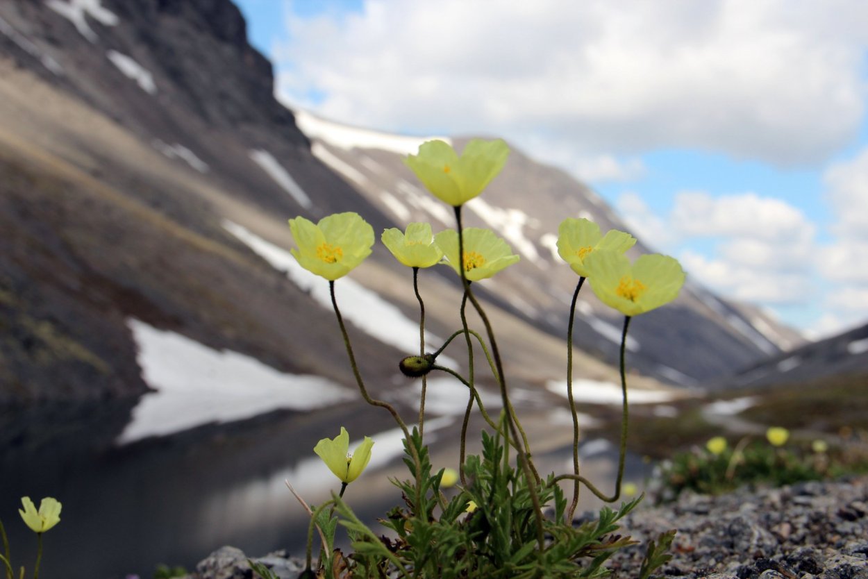 Полярный Мак Лапландский