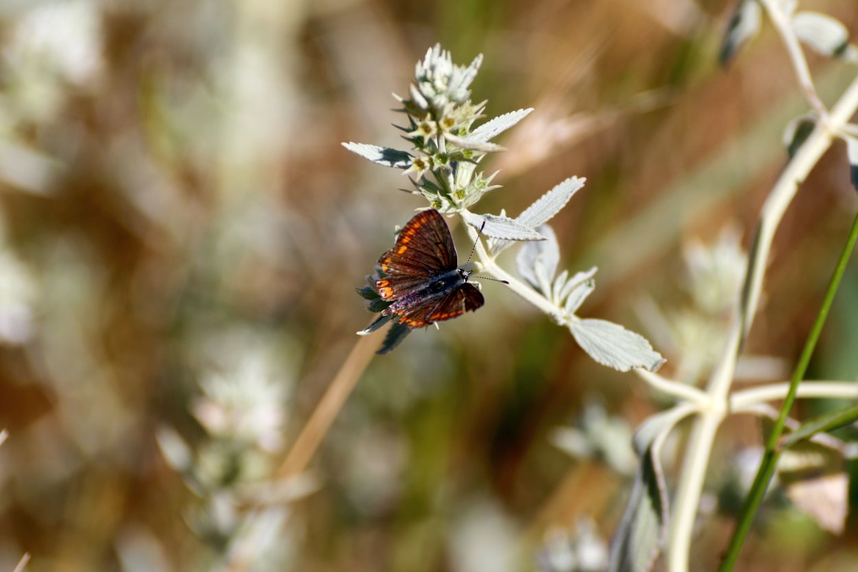 Австралийский заповедник бабочек фото