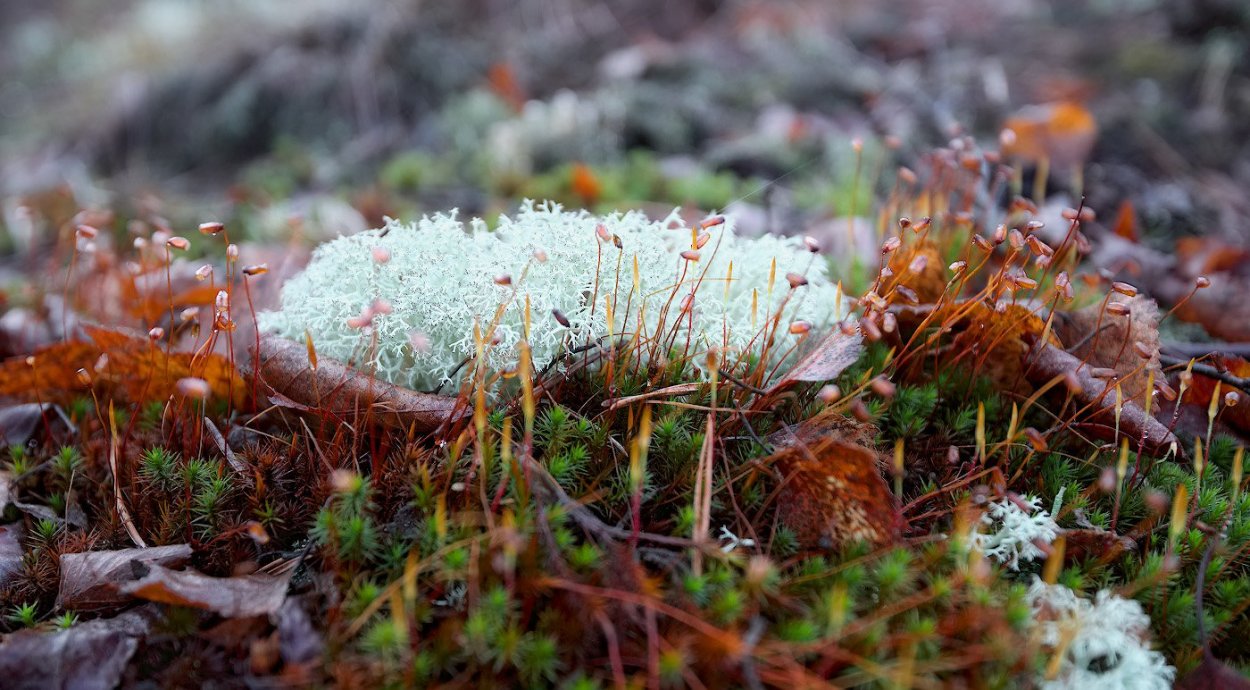 Кустистые лишайники ягель