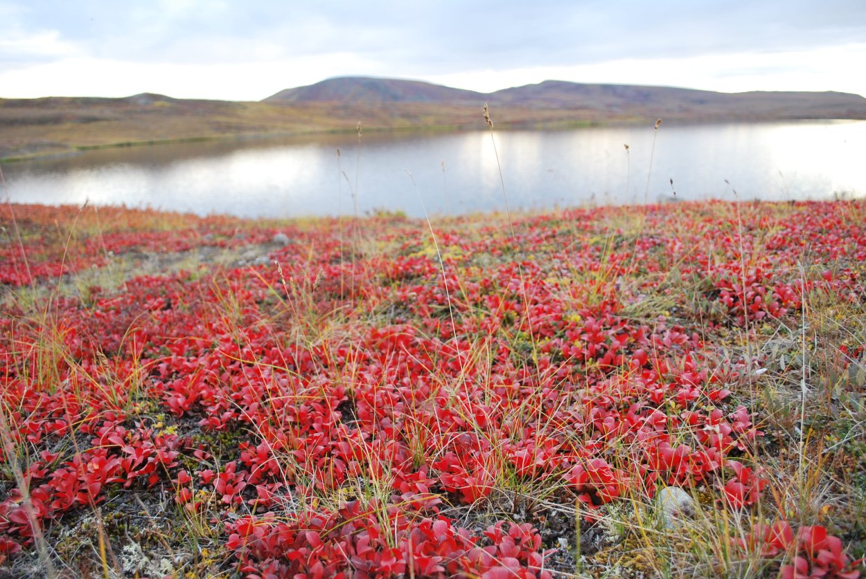 Тиксинская тундра