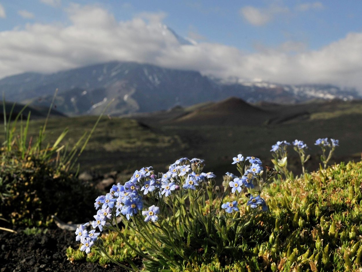 Большой Арктический заповедник растительный мир