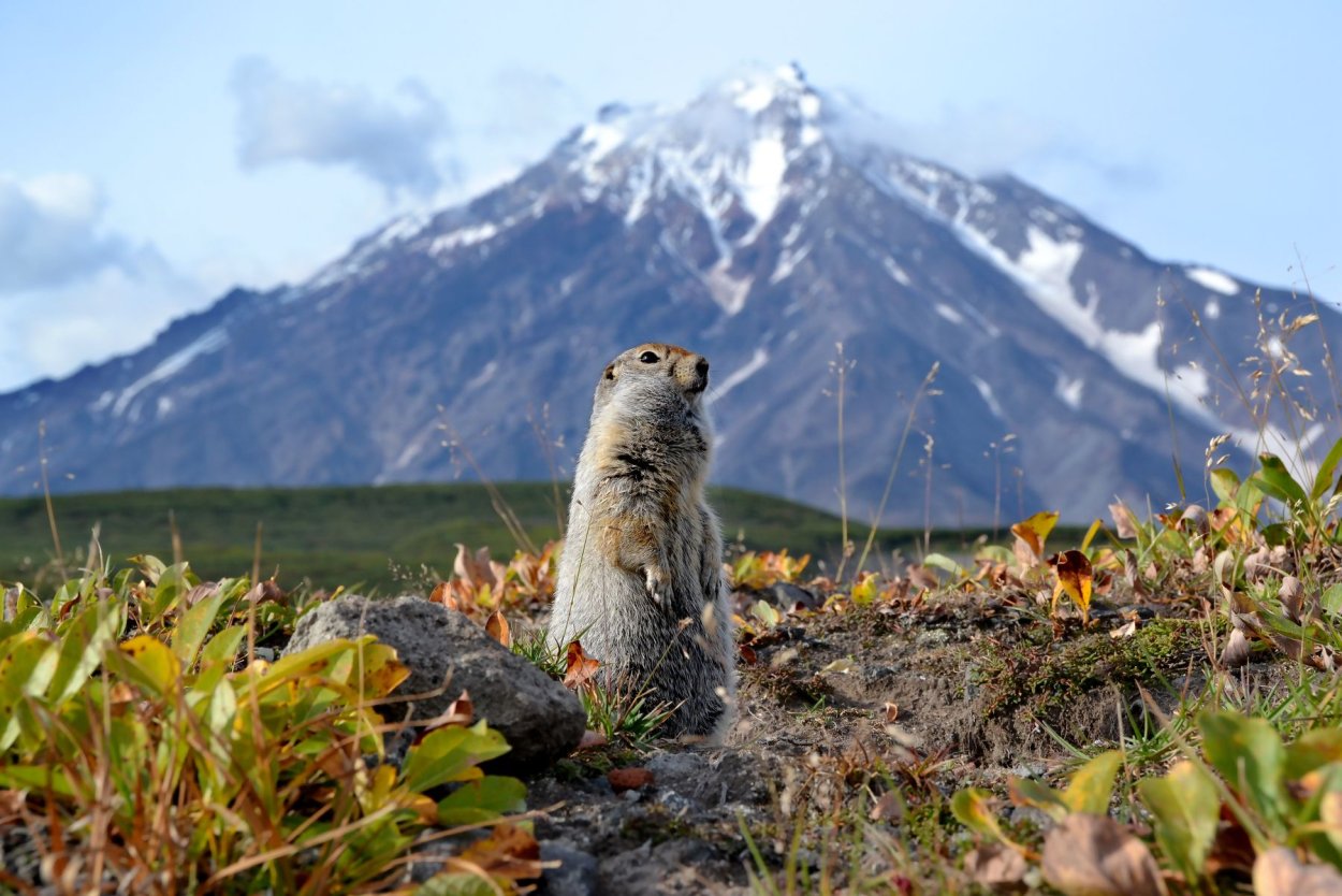 Камчатский сурок евражка