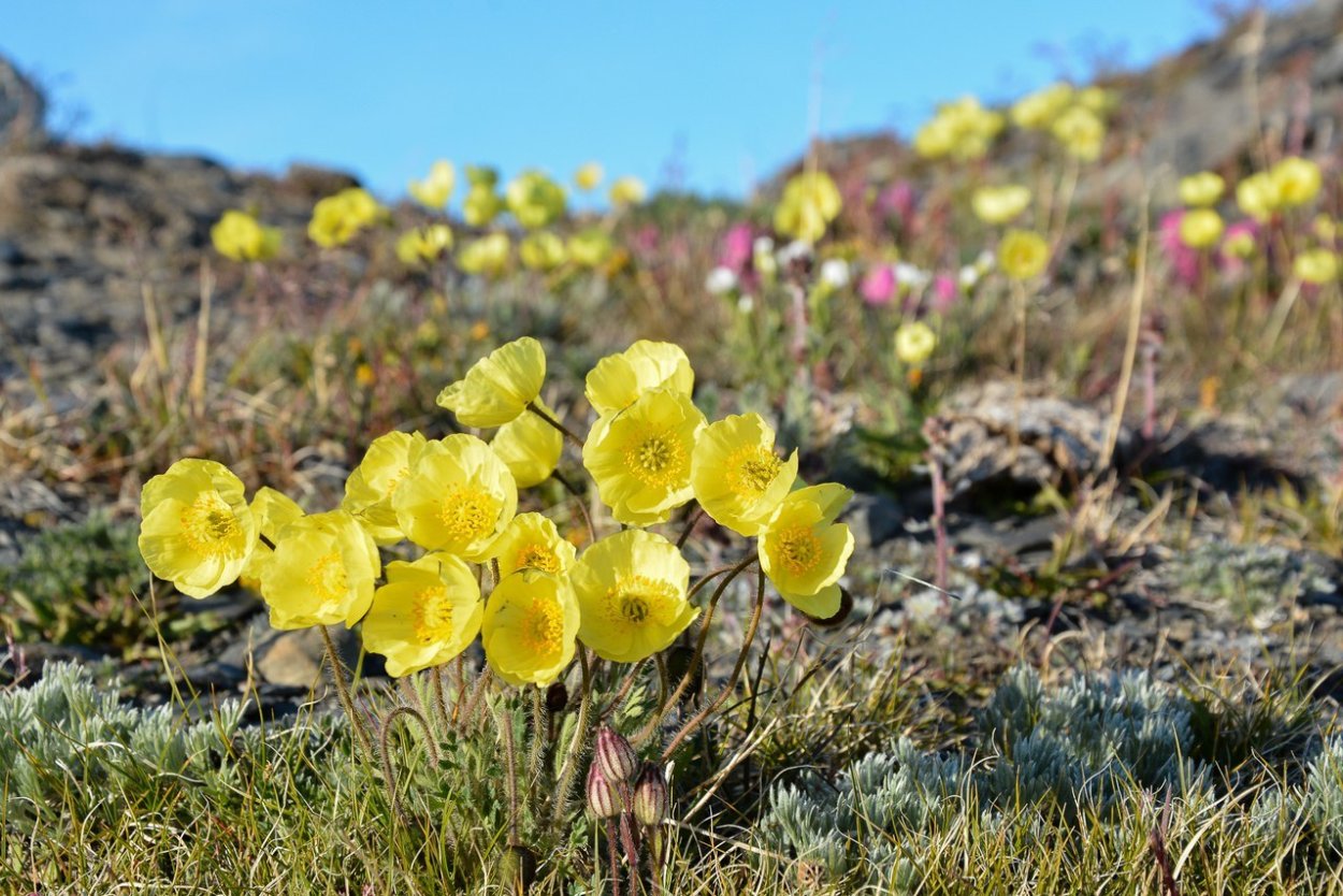 Полярный Мак в тундре