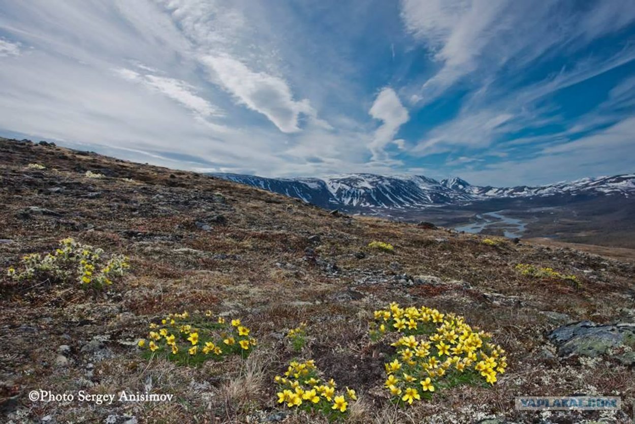 Тундра Полярный Урал