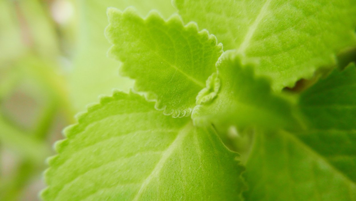 Лекарственные растения