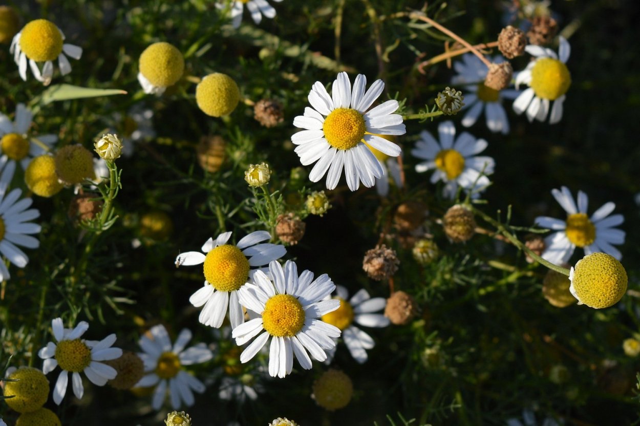 Травы названия