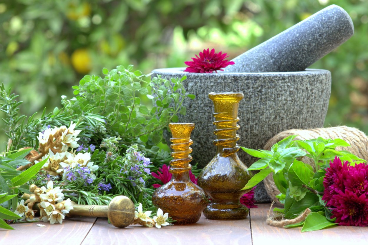 Шалфей Пржевальского