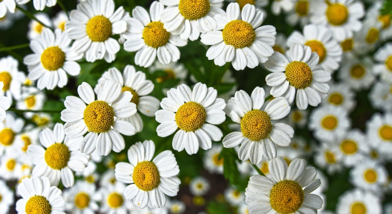 Растительный фон