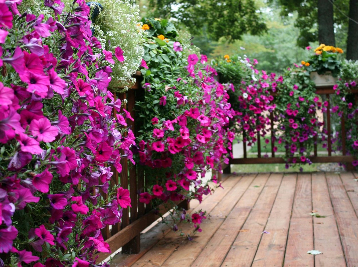 Ипомея Шантеклер