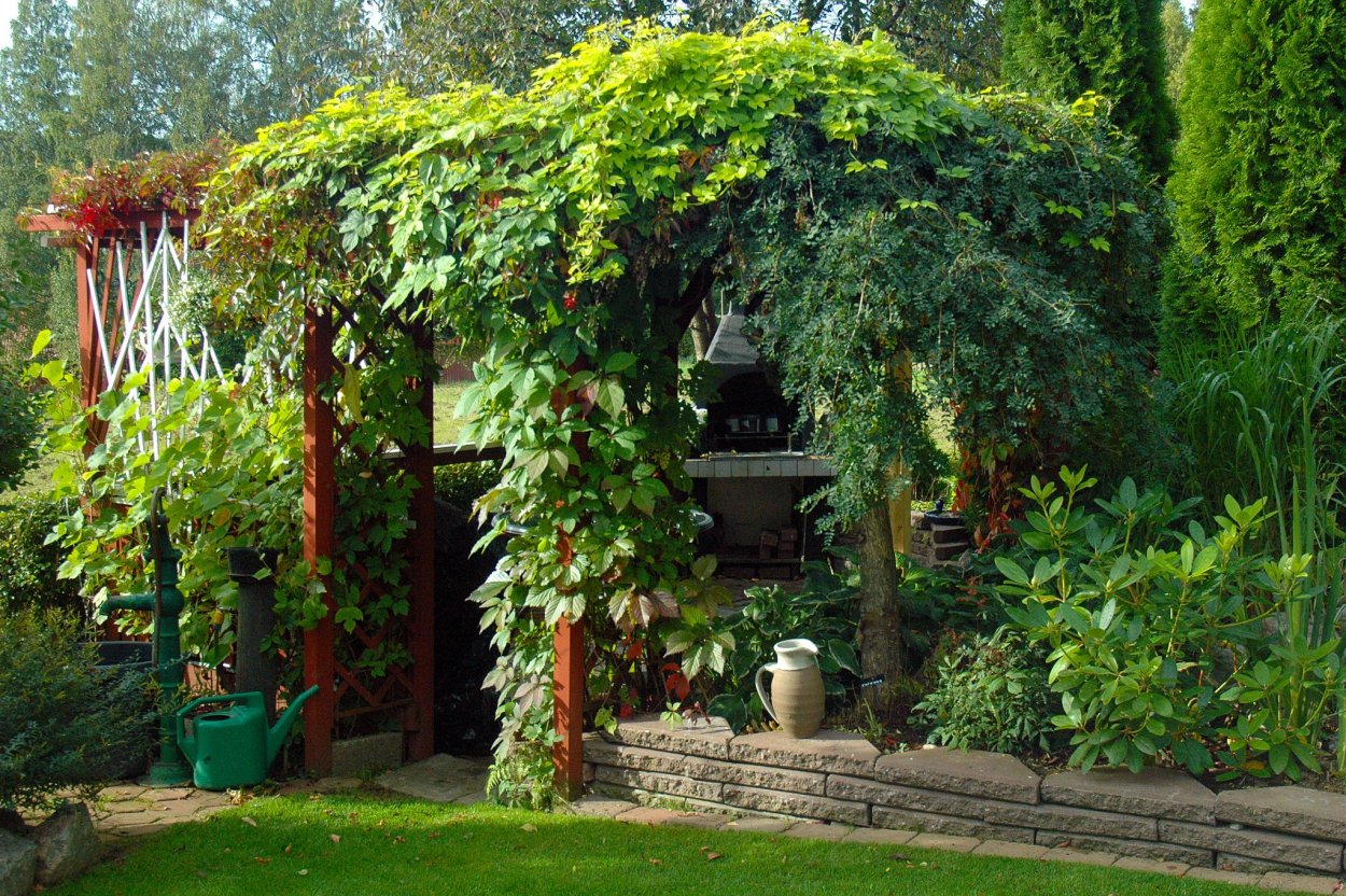 Роза антик плетистая