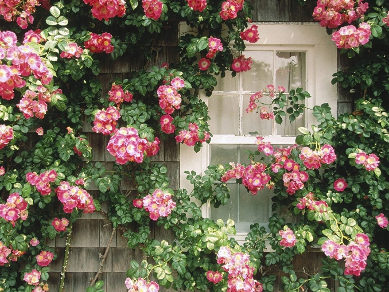 Клематисы на арке