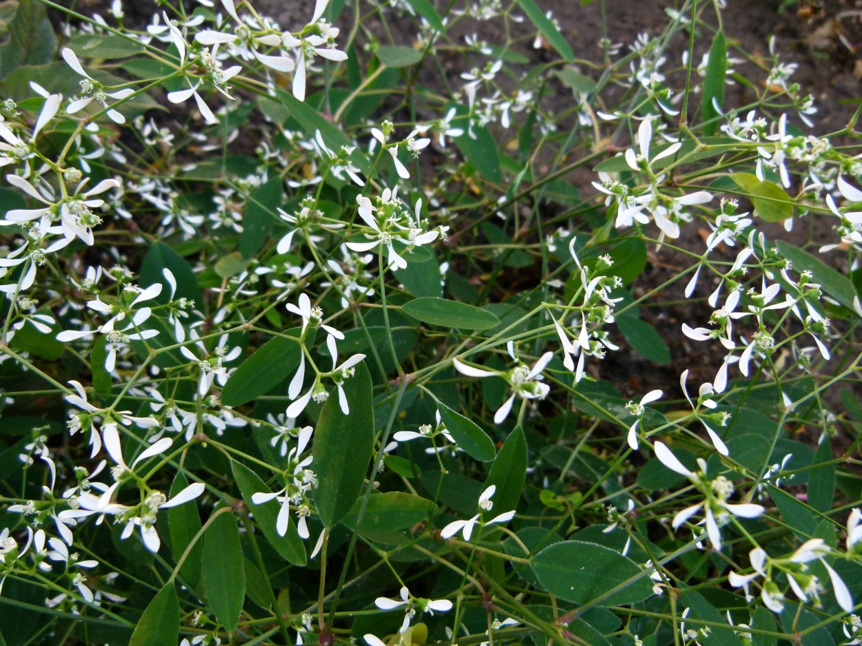 Молочай зверобоелистный