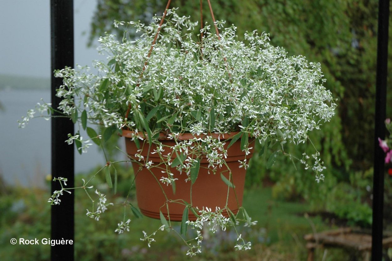 Эуфорбия hypericifolia