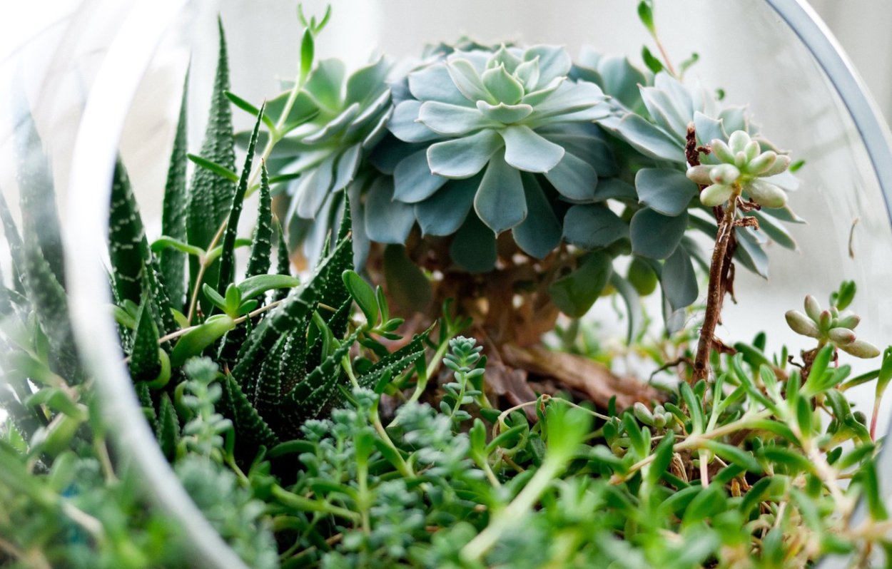 Глициния клинок рассекающий демонов