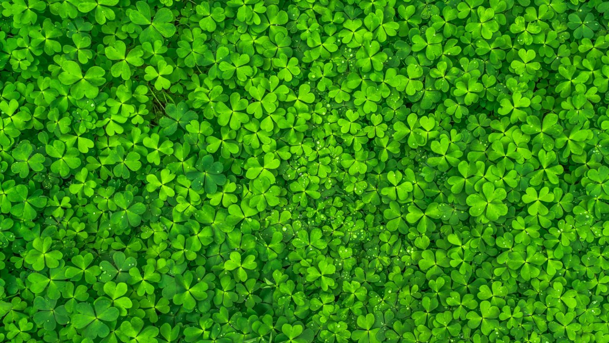 Греен листья фон