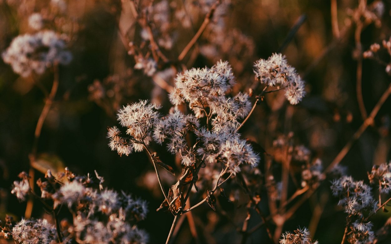 Зелень Минимализм