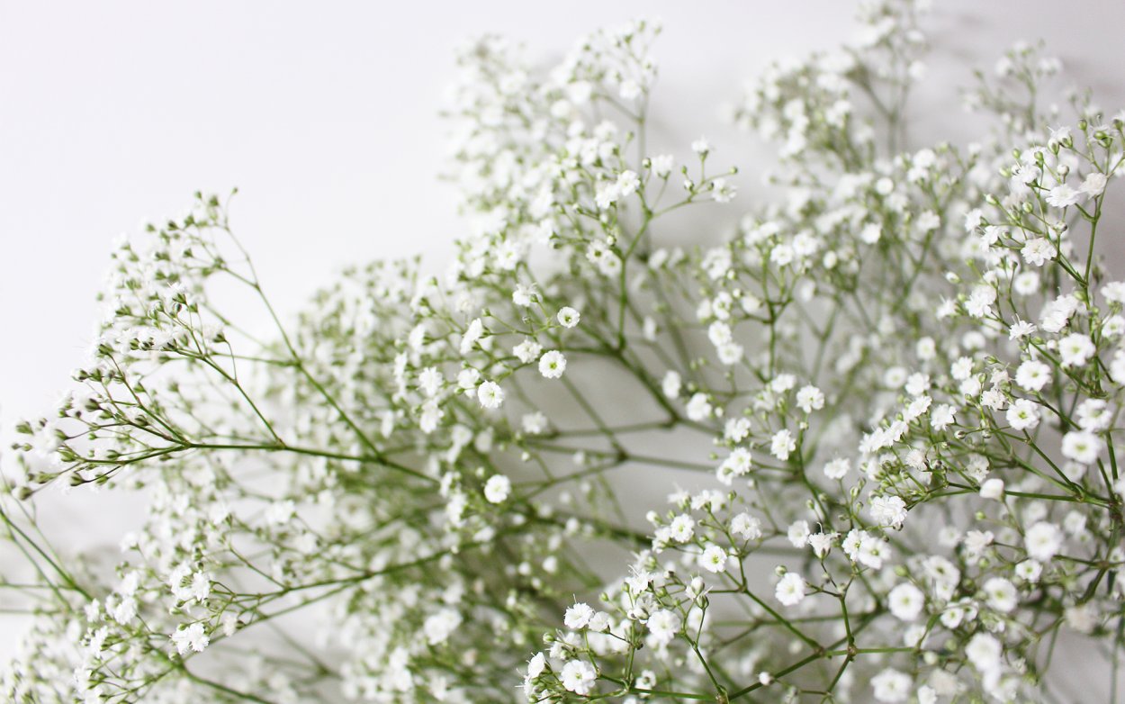 Текстура травы