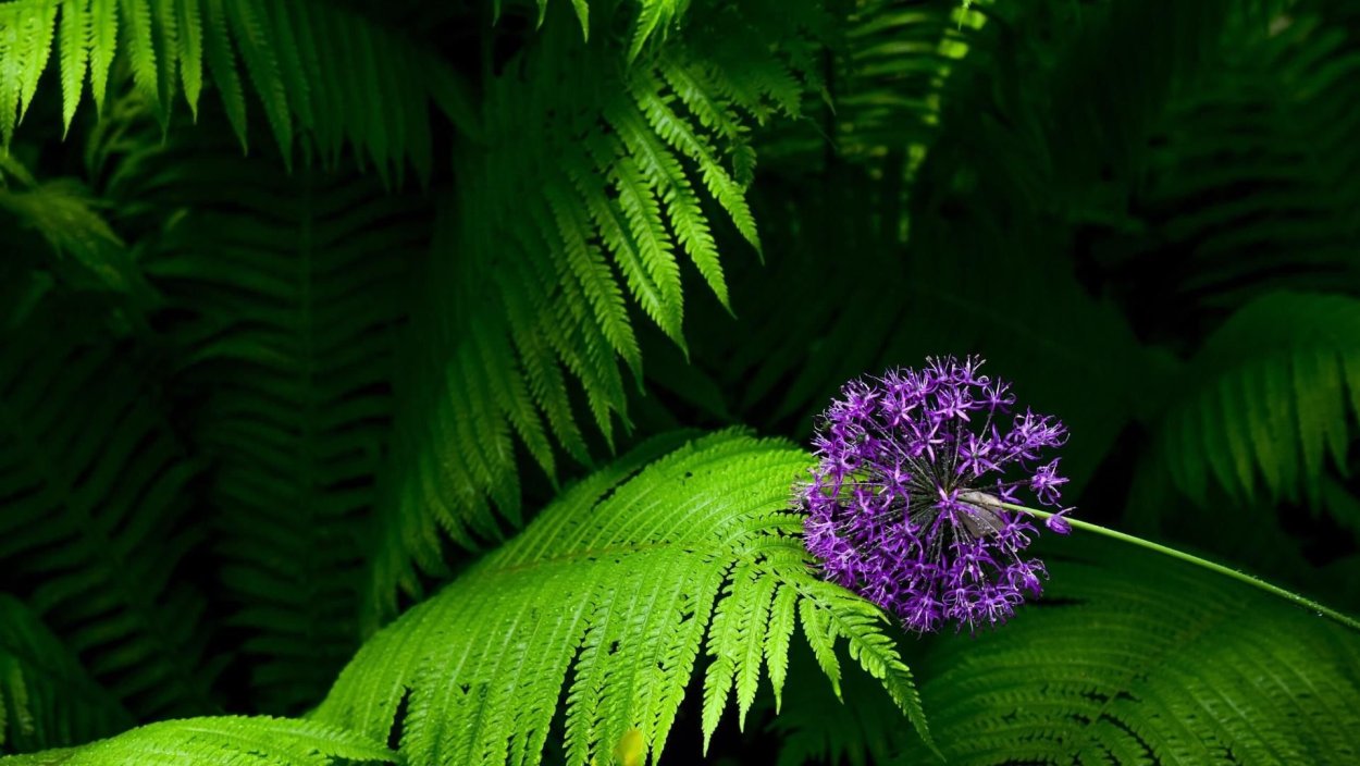 Природа в пастельных тонах