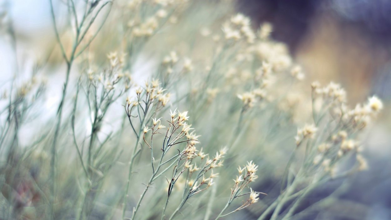 Темные листья