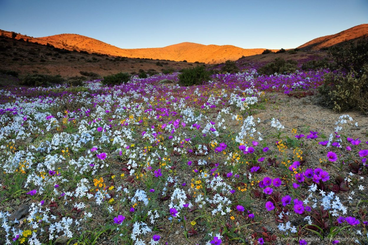 Растения эфемеры пустыни Атакамы