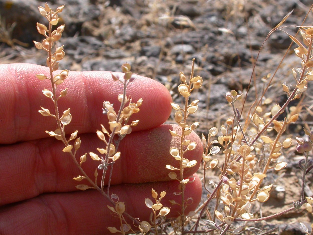 Эфемероиды широколиственного леса