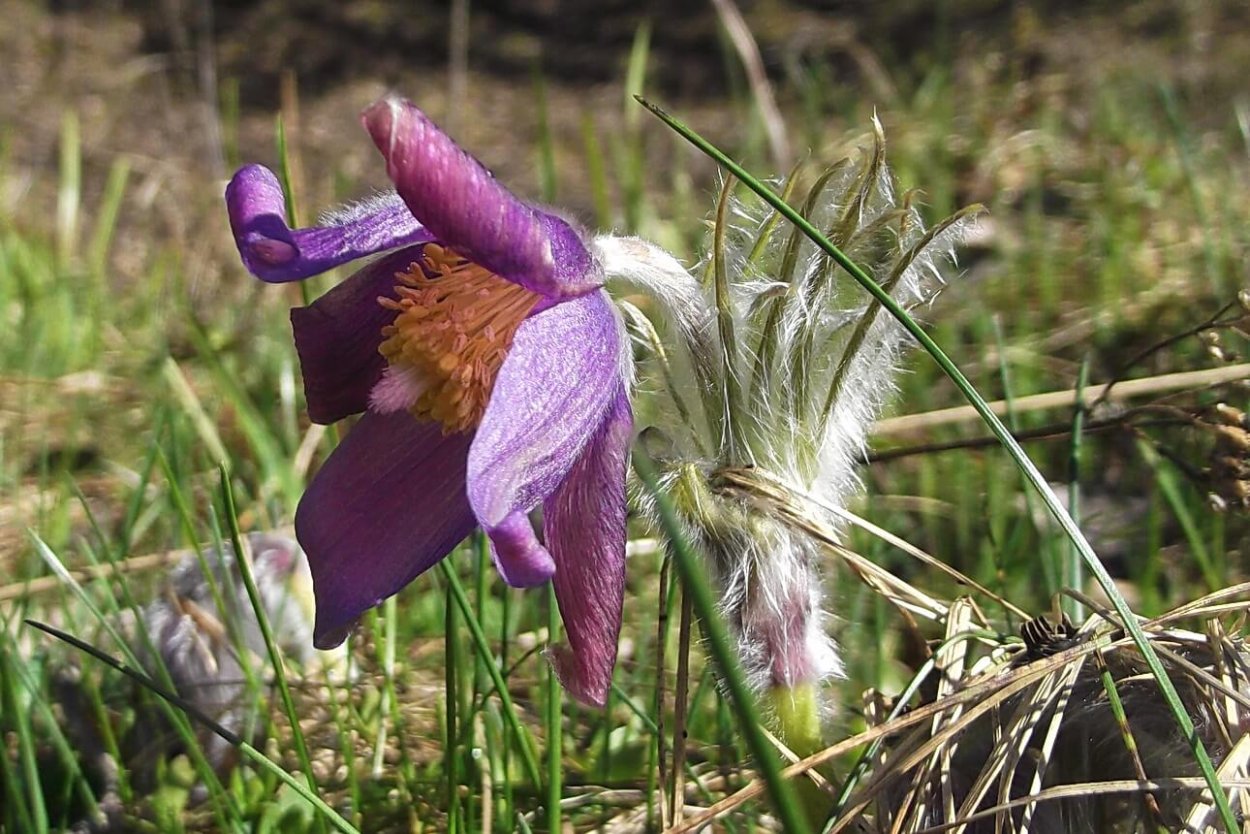 Прострел Луговой Воронежский заповедник