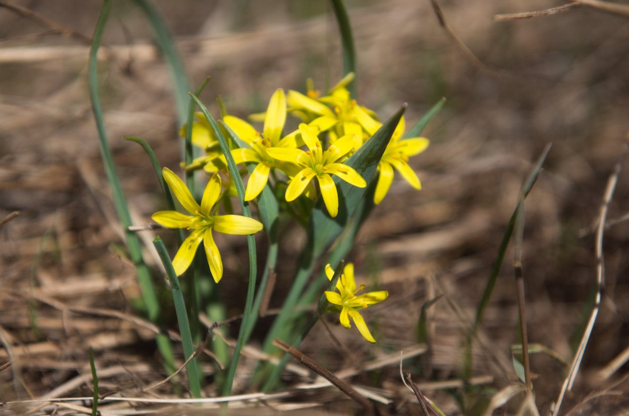 Пролеска Сцилла