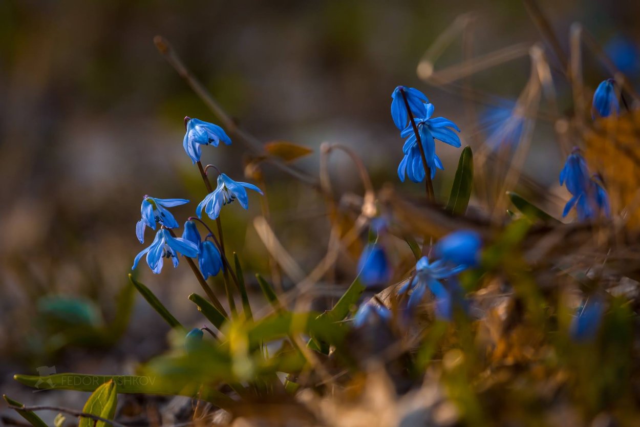 Эфемеры полупустынь