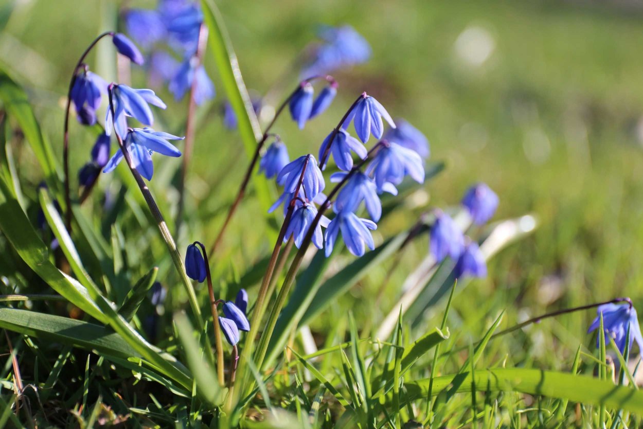 Эфемероиды пролеска растения