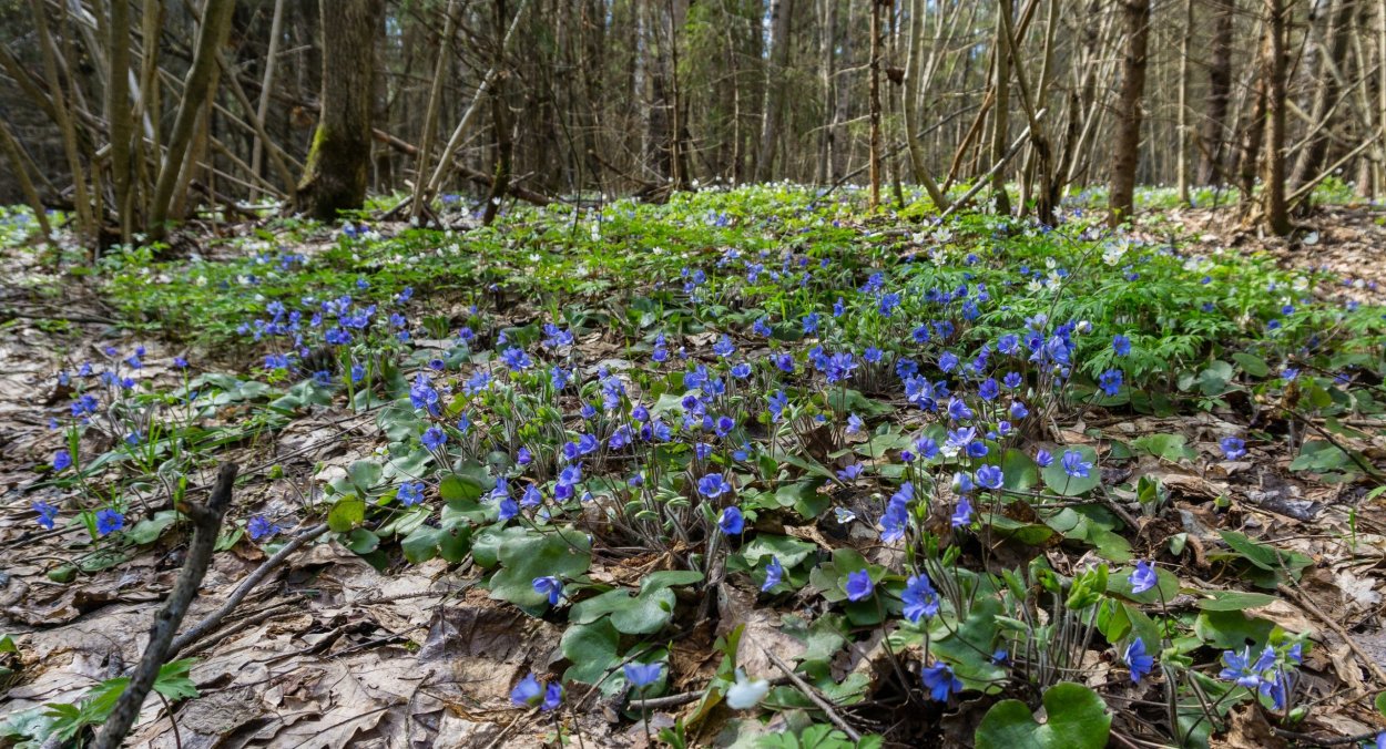Растения эфемероиды