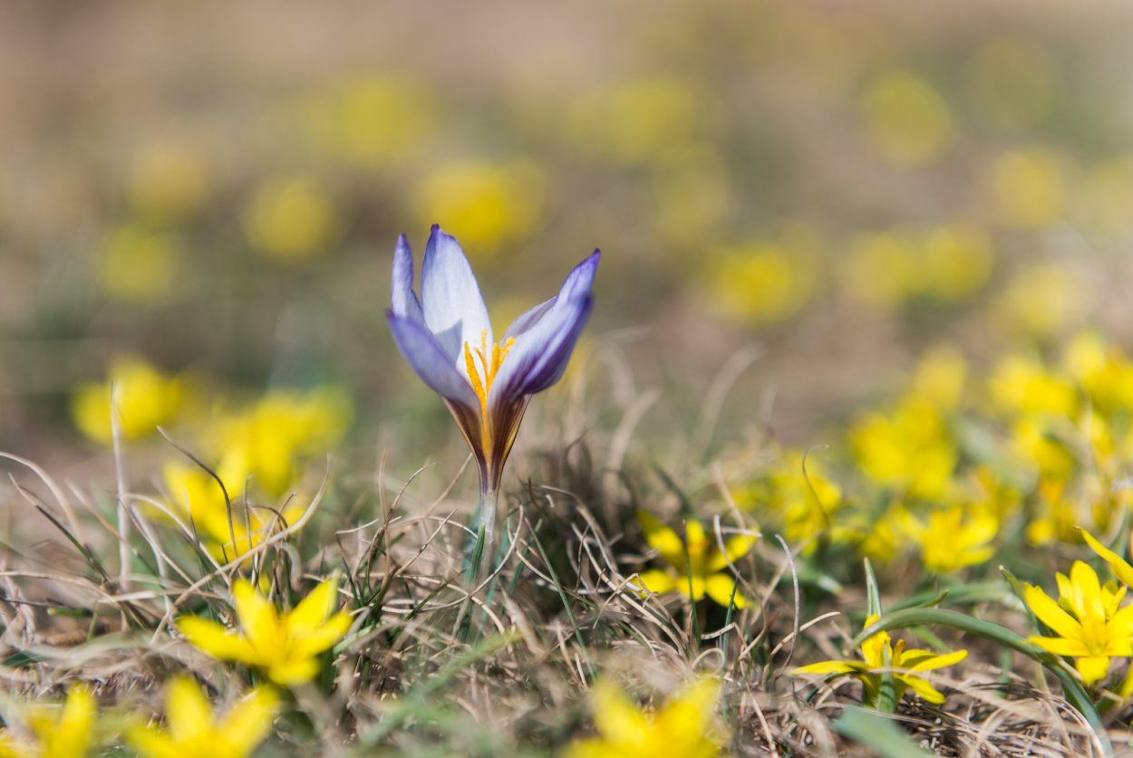 Эфемероиды растения Крокус