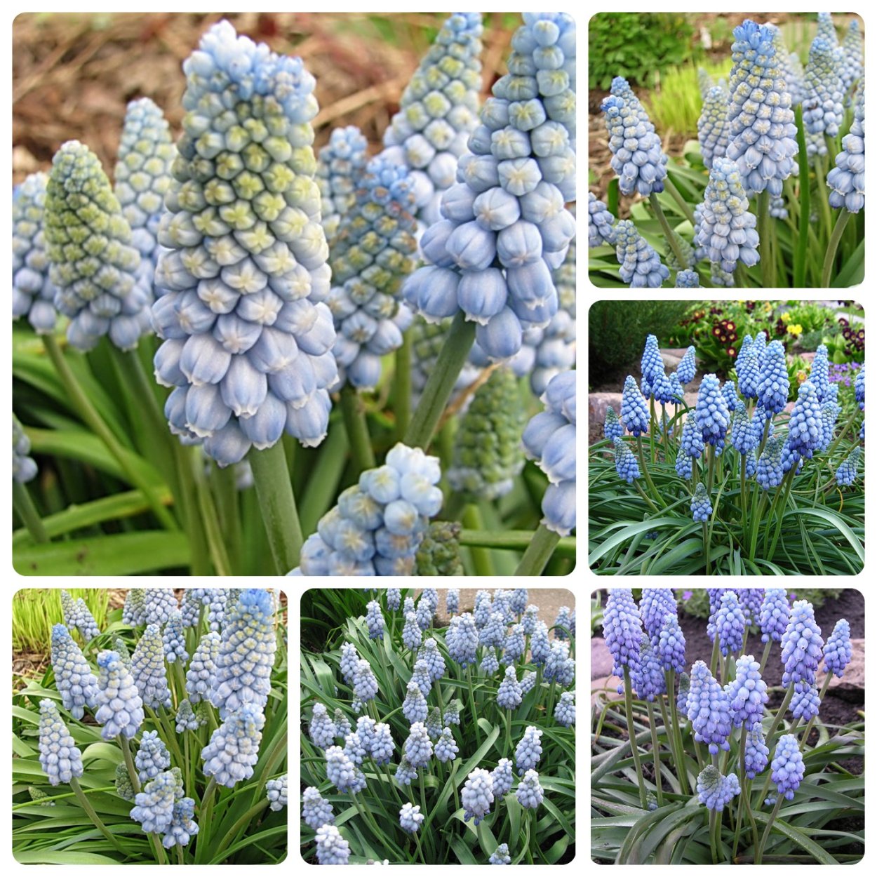 Эритрониум Кандык кавказский