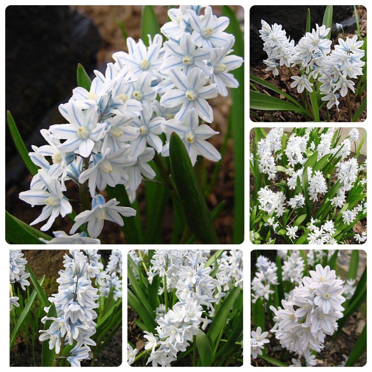 Малькольмия Приморская цветок