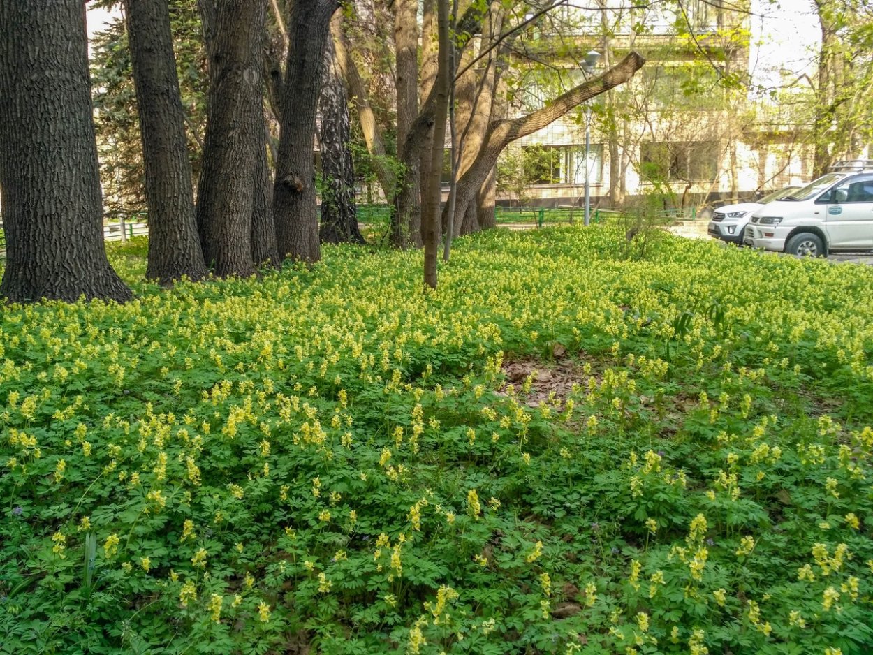 Брандушка разноцветная