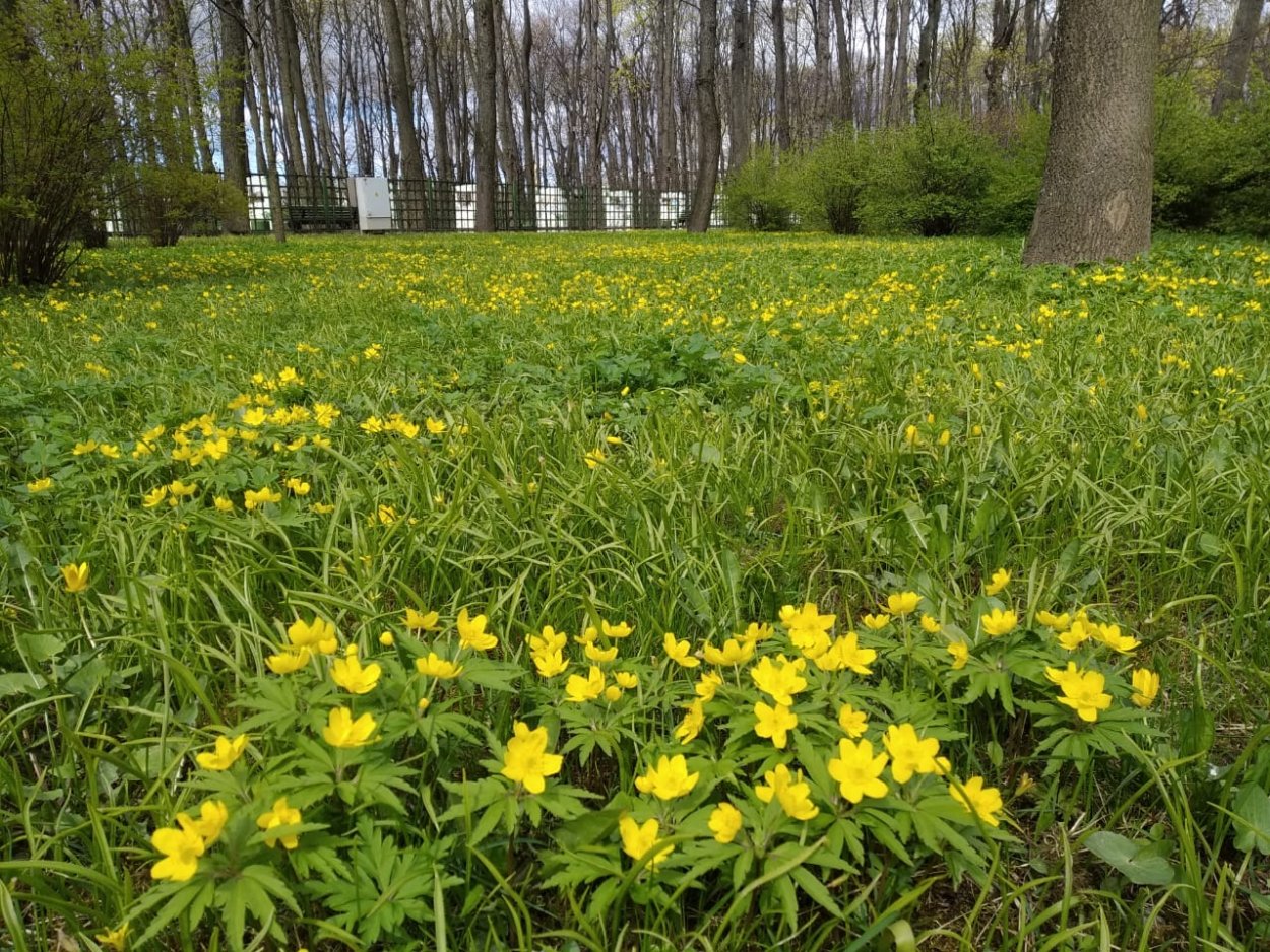 Чили Атакама цветы
