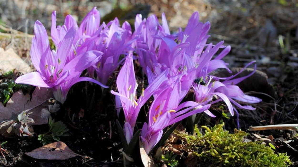 Цистанхе растение