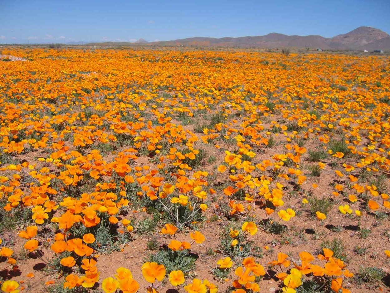 Лютиковые подснежники