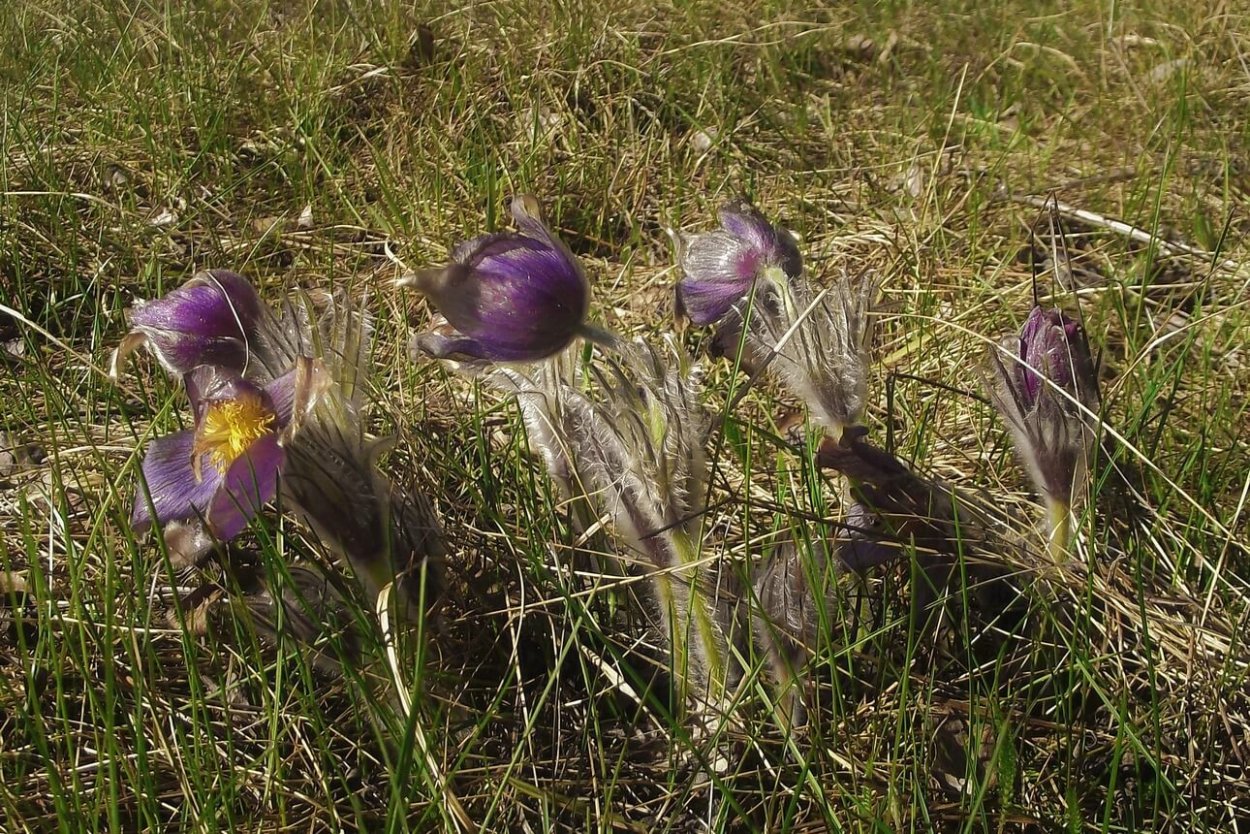 Догмат эфемеры