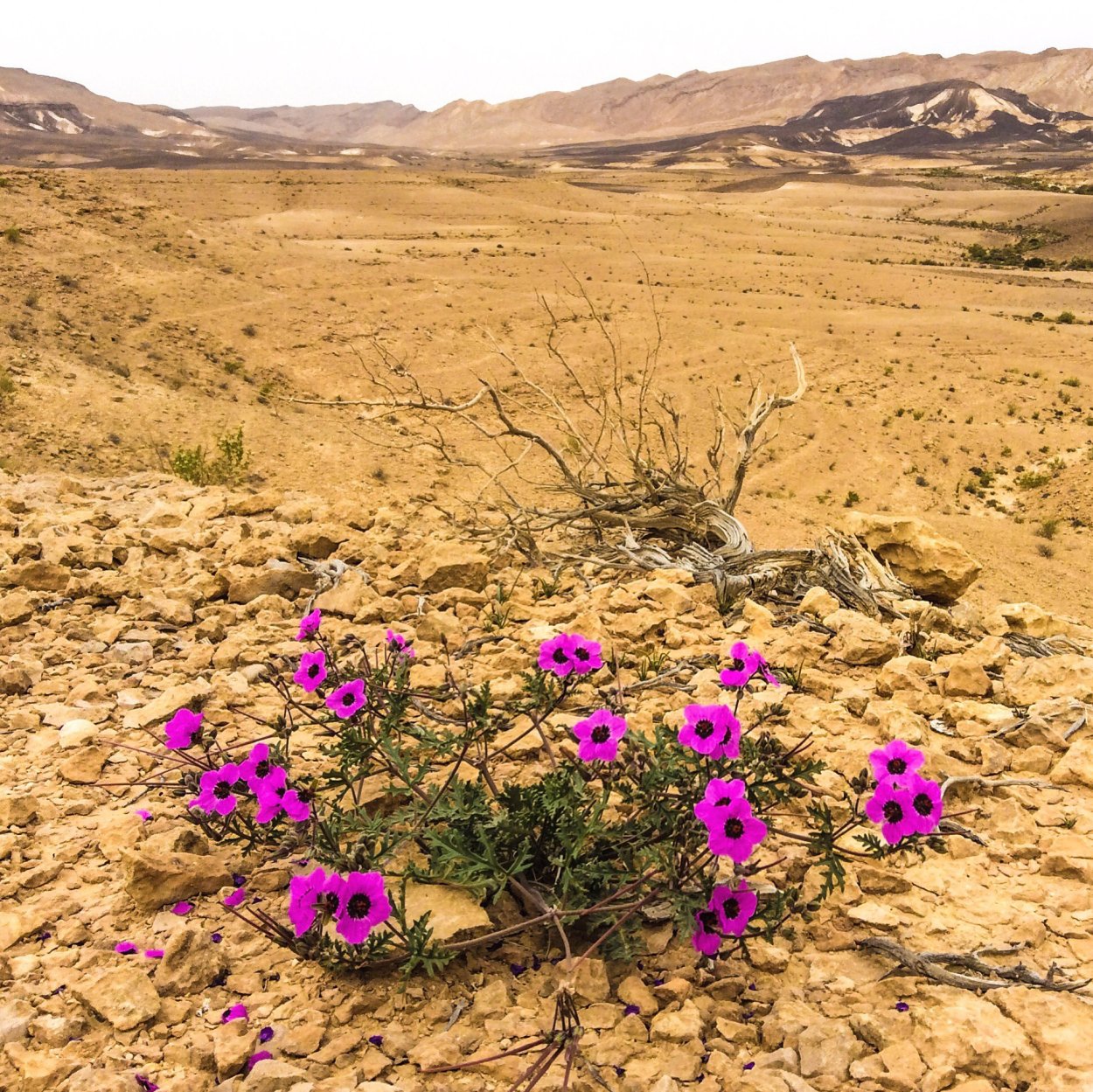 Эфемеры пустыни