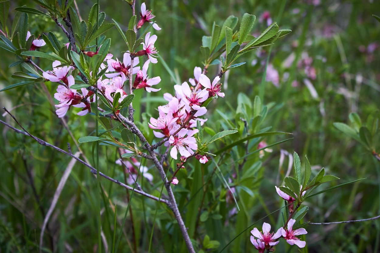 Дереза веник