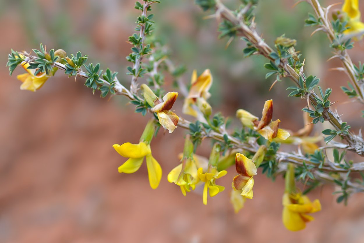 Карагана колючая