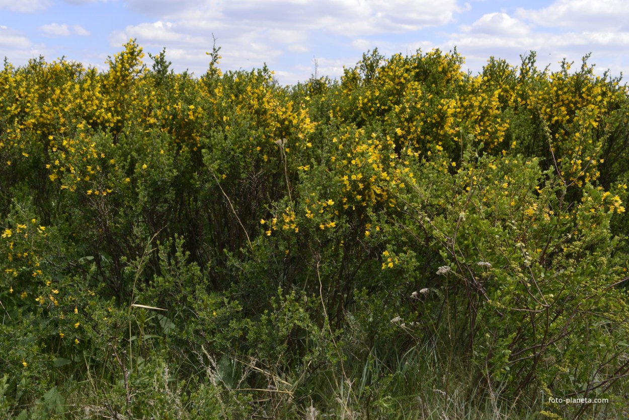 Ракитник Лесной