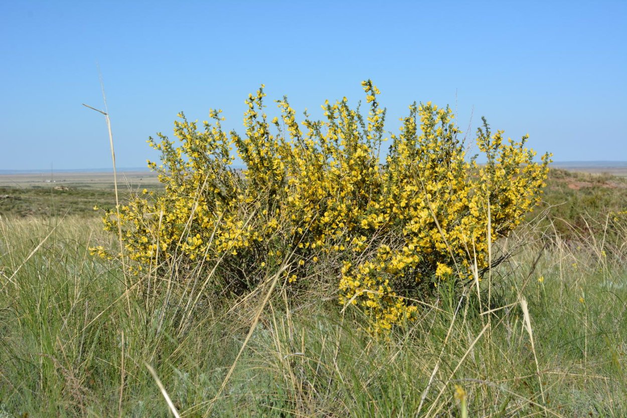 Карагана Чилига