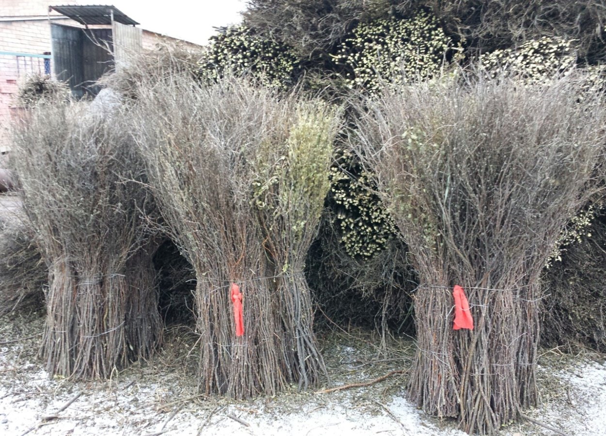 Карагана Чилига