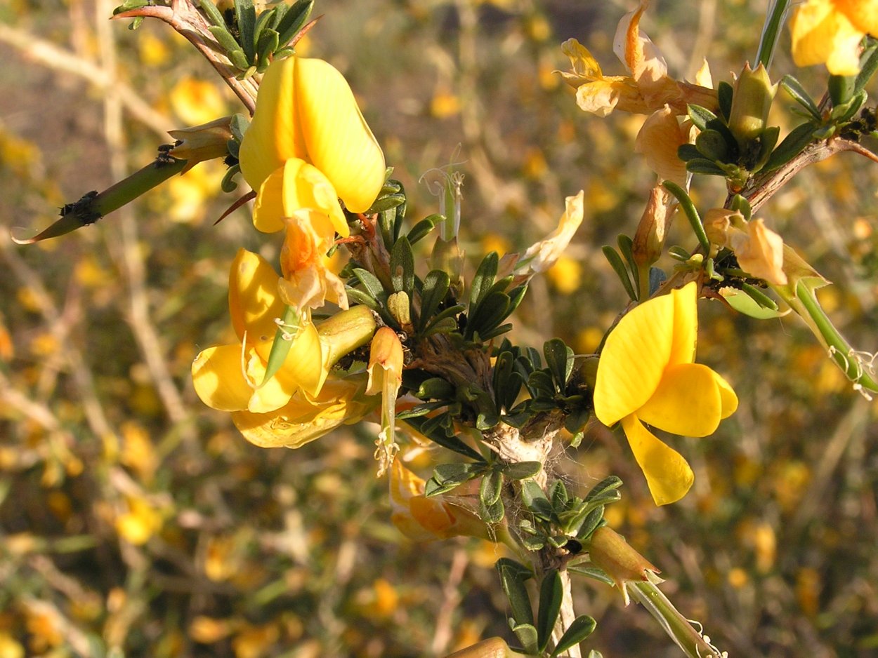 Флористический мастер класс