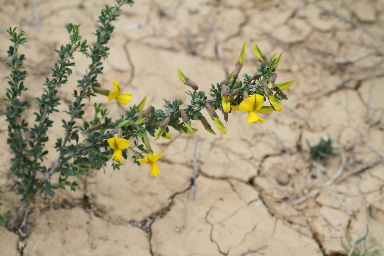 Сухая трава